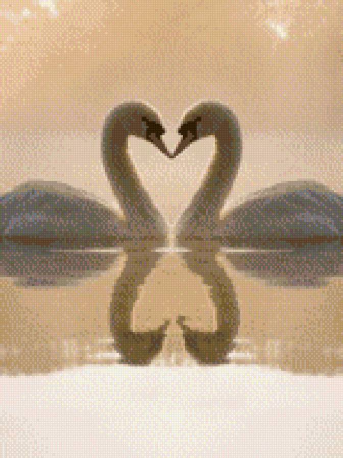 лебединая верность - любовь, птицы, природа, лебеди - предпросмотр