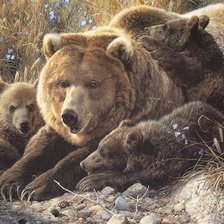 Оригинал схемы вышивки «медведица с медвежатами» (№610435)