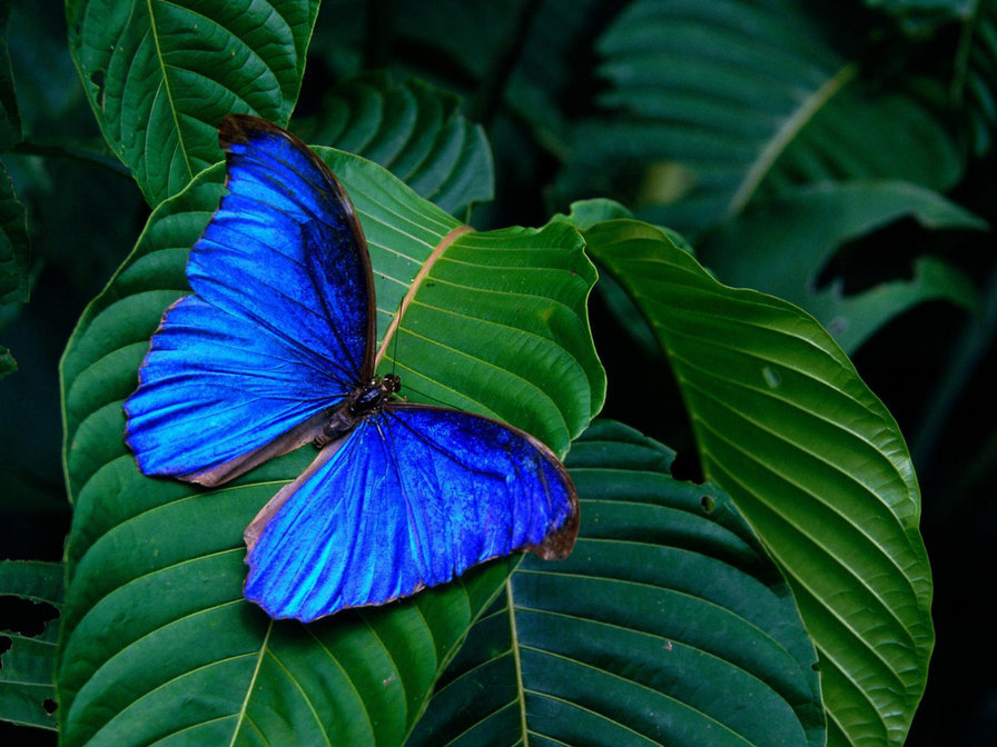 Бабочка - природа, бабочка - оригинал