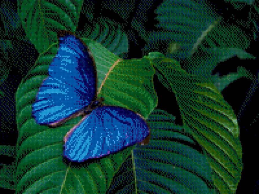 Бабочка - природа, бабочка - предпросмотр