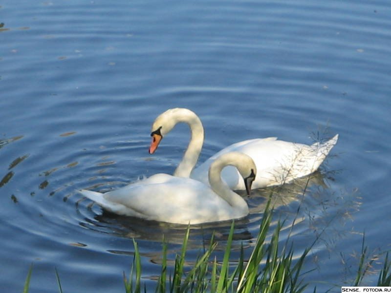 лебеди - лебеди - оригинал