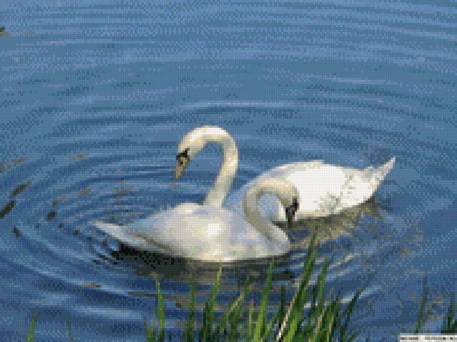 лебеди - лебеди - предпросмотр