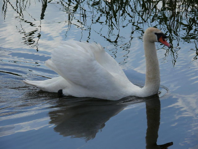 лебедь - лебеди - оригинал