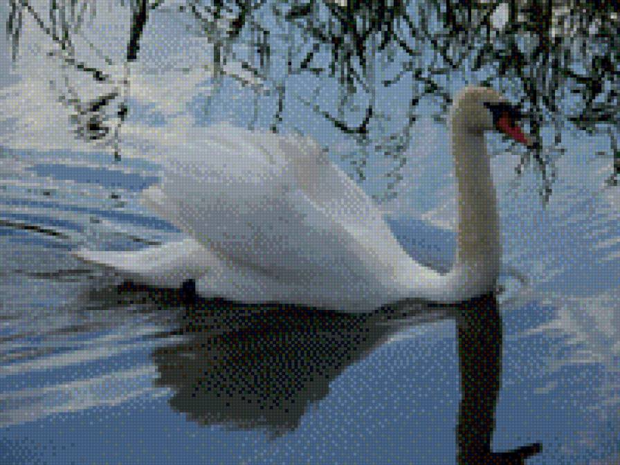 лебедь - лебеди - предпросмотр