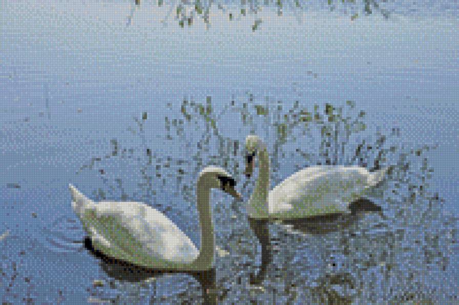 лебедушки - лебеди - предпросмотр