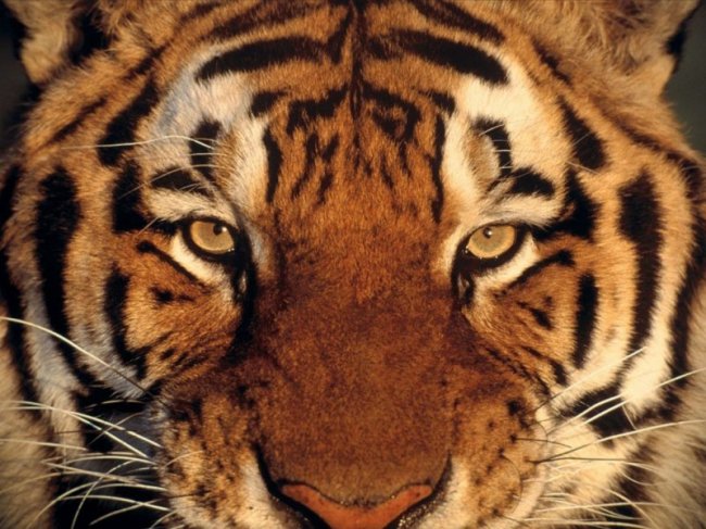 тигр - тигры, животные - оригинал