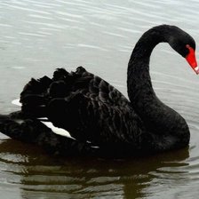 Схема вышивки «черный лебедь»