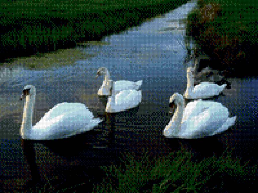 лебеди - лебеди - предпросмотр