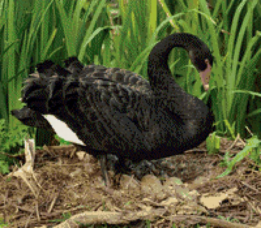 черный лебедь - лебеди - предпросмотр