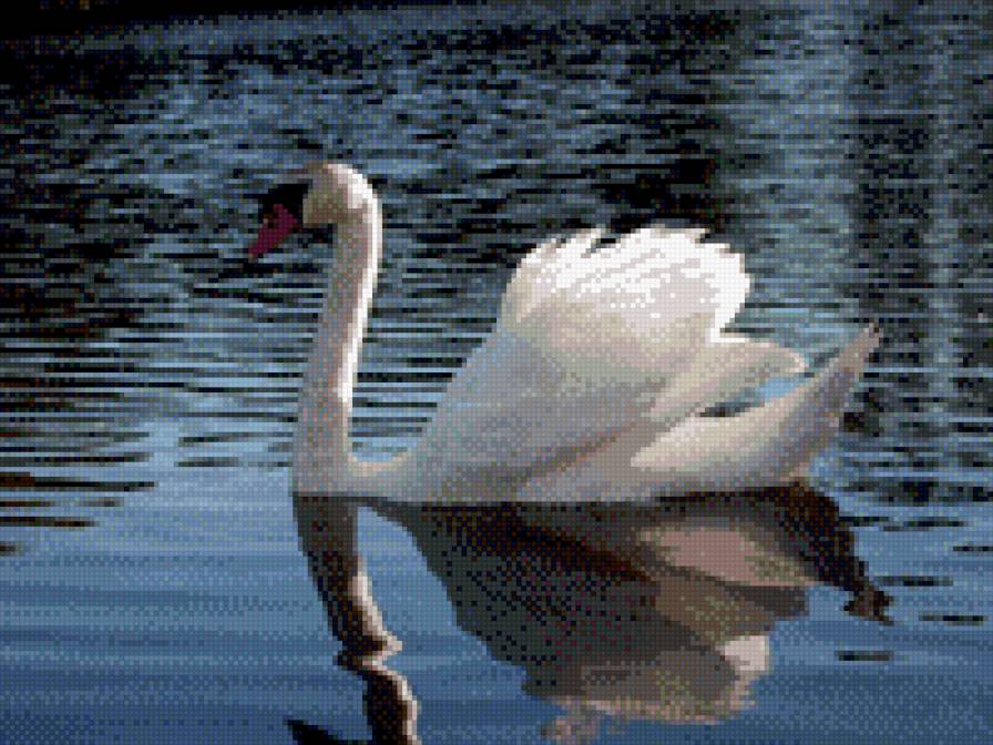 лебедь - лебеди - предпросмотр