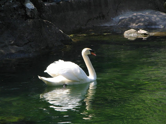лебеди - лебеди - оригинал