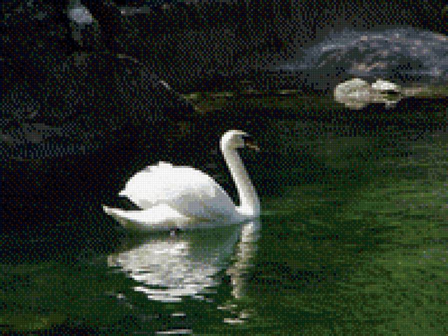 лебеди - лебеди - предпросмотр