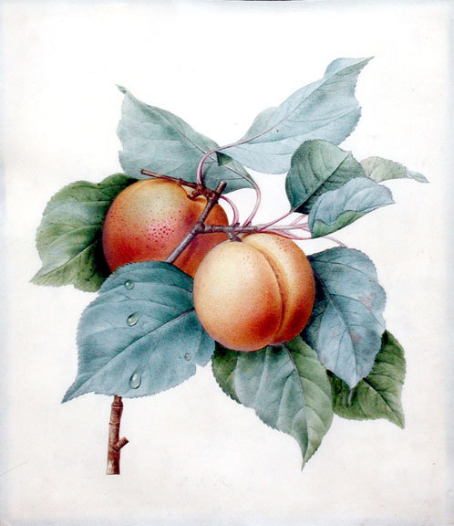 персики - для кухни - оригинал