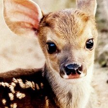 Схема вышивки «оленёнок»