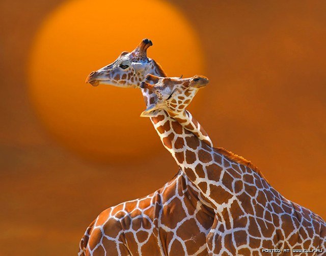 Жирафы 1 - оригинал