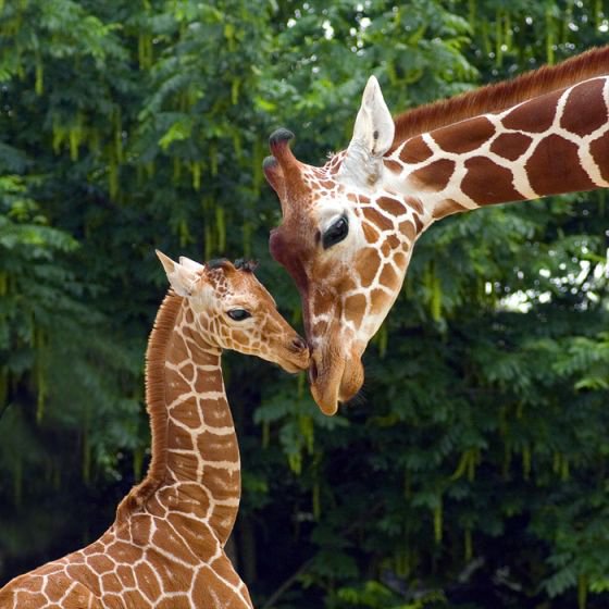 Жирафы 3 - оригинал