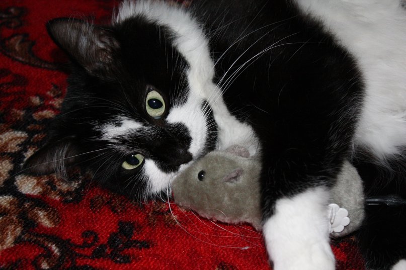 добыча - кошка - оригинал