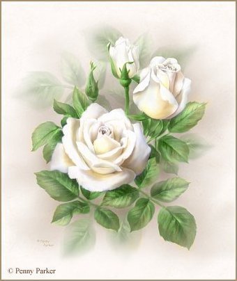 роза - цветы, розы белые - оригинал