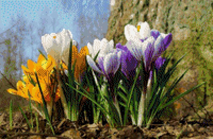 КРОКУСИ - квіти - предпросмотр