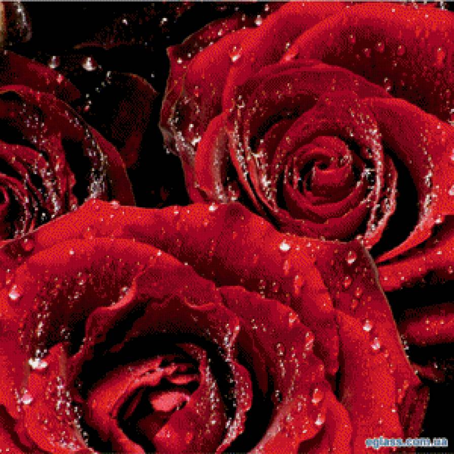 розы в росе - цветы, розы - предпросмотр