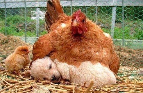 необычный цыпленок - щенок, птицы - оригинал