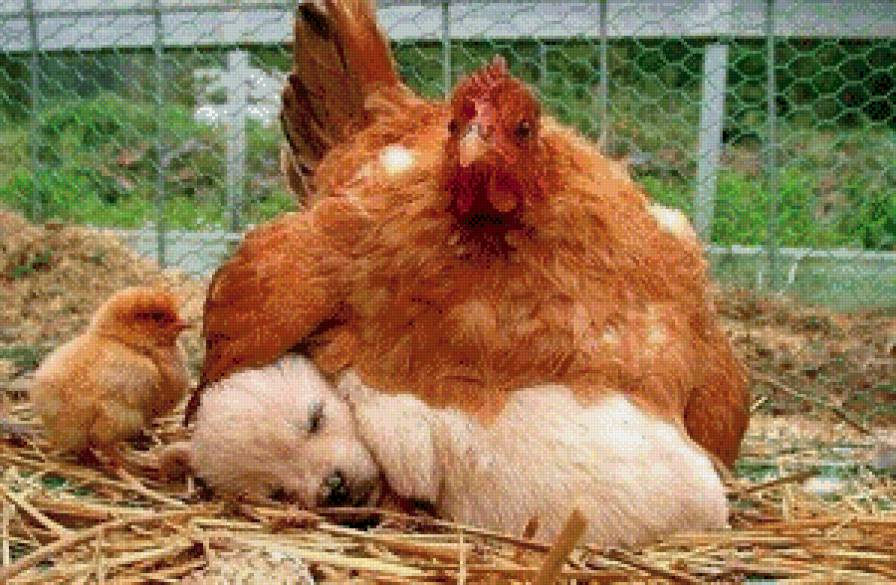 необычный цыпленок - щенок, птицы - предпросмотр