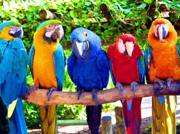 попугайчики - птицы, попугайчики - оригинал