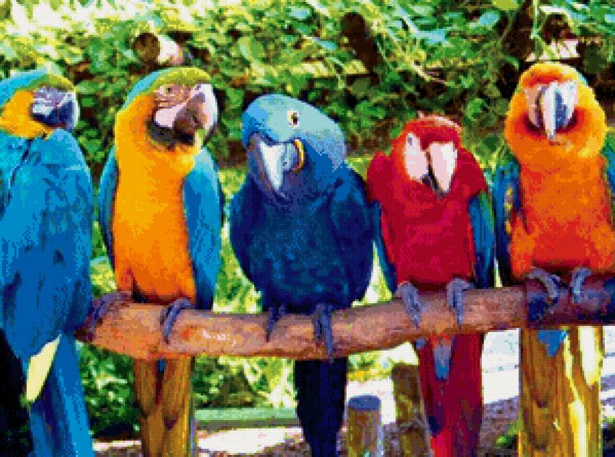 попугайчики - попугайчики, птицы - предпросмотр