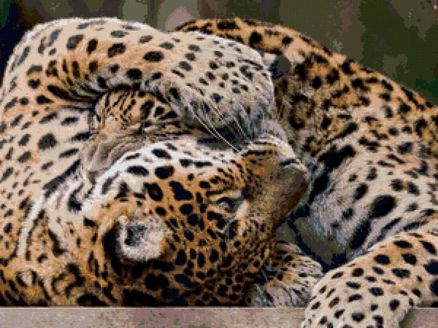 леопарды - звери, леопарды - предпросмотр