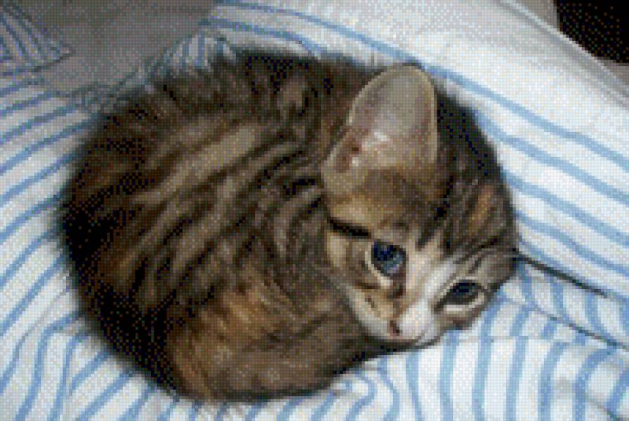 Котенок - животные, котенок - предпросмотр