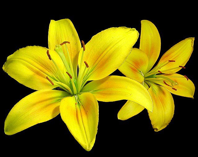 Желтые цветы - цветы, два цвета - оригинал