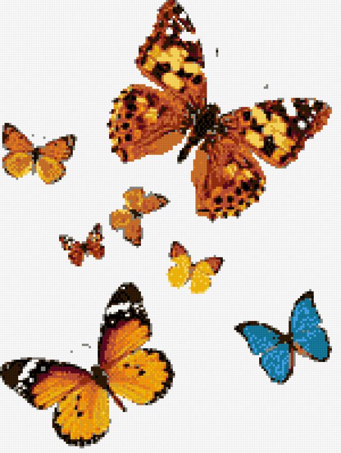 Бабочки - бабочка, насекомые - предпросмотр