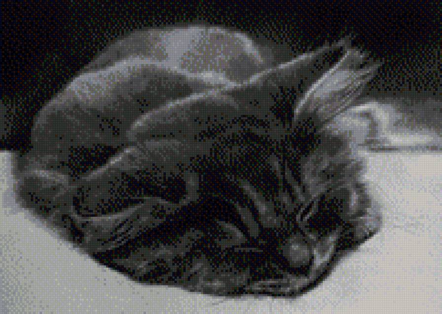 Кот - кошка, черно-белый, сон, животные, коты - предпросмотр