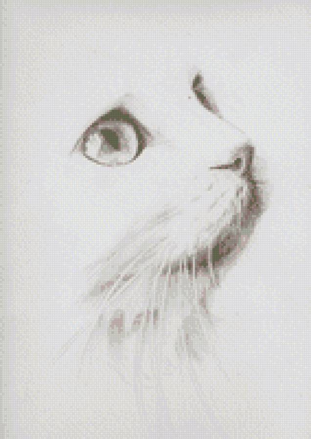 Взгляд - монохром, взгляд, животные, коты, кошка - предпросмотр