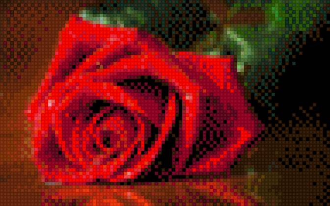 Кровавая роза - цветы, роза - предпросмотр