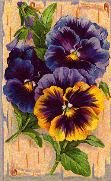 Анютины глазки - цветы - оригинал