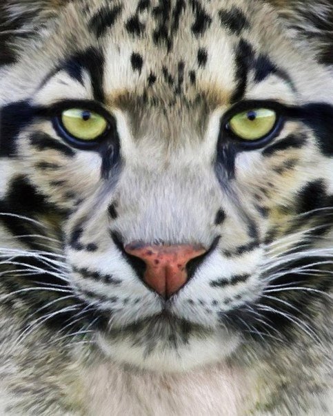 №611840 - животное, барс - оригинал