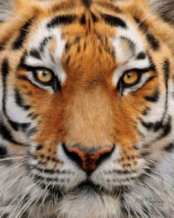 №611841 - тигр, животное - предпросмотр