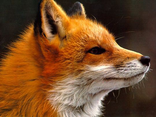 Лиса - лис, лиса - оригинал