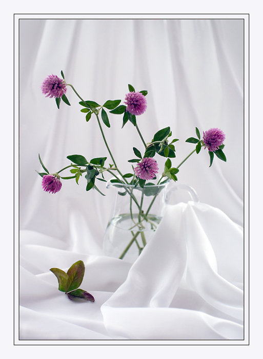 клевер - цветы.клевер - оригинал