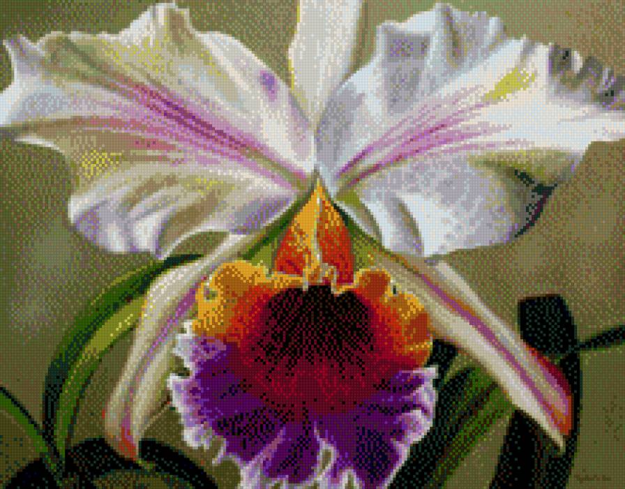 лилия - цветок, лилия - предпросмотр