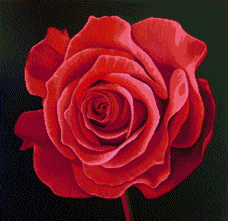 цветы - цветы, роза - предпросмотр