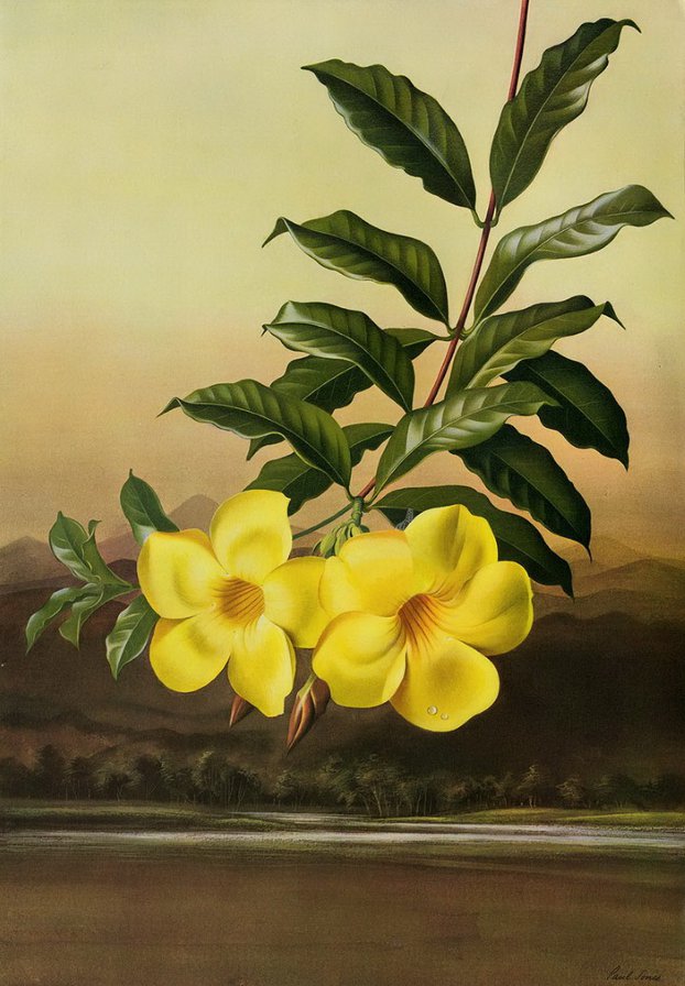 желтые цветы - цветы - оригинал