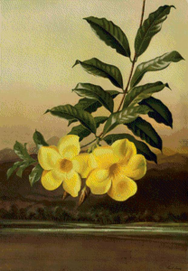 желтые цветы - цветы - предпросмотр