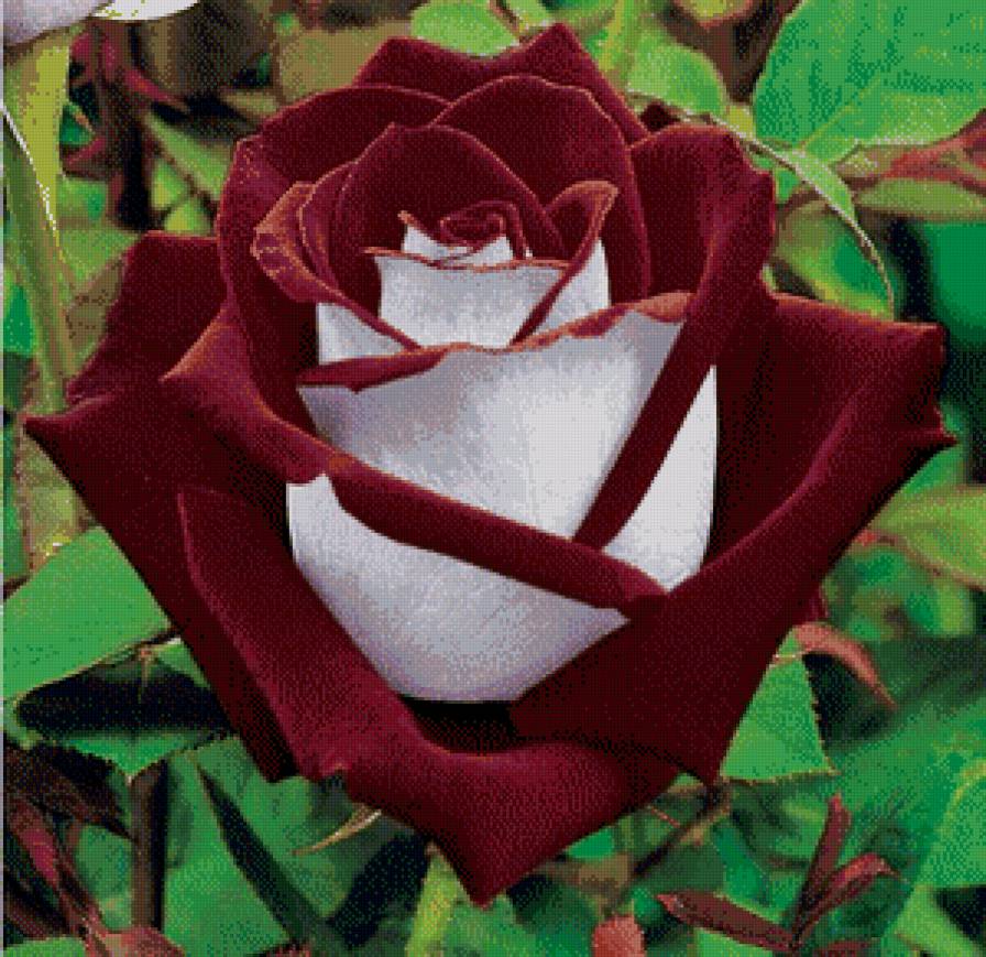 серия "розы" - цветы.розы - предпросмотр