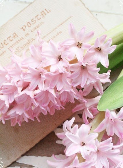 Цветок - цветы - оригинал