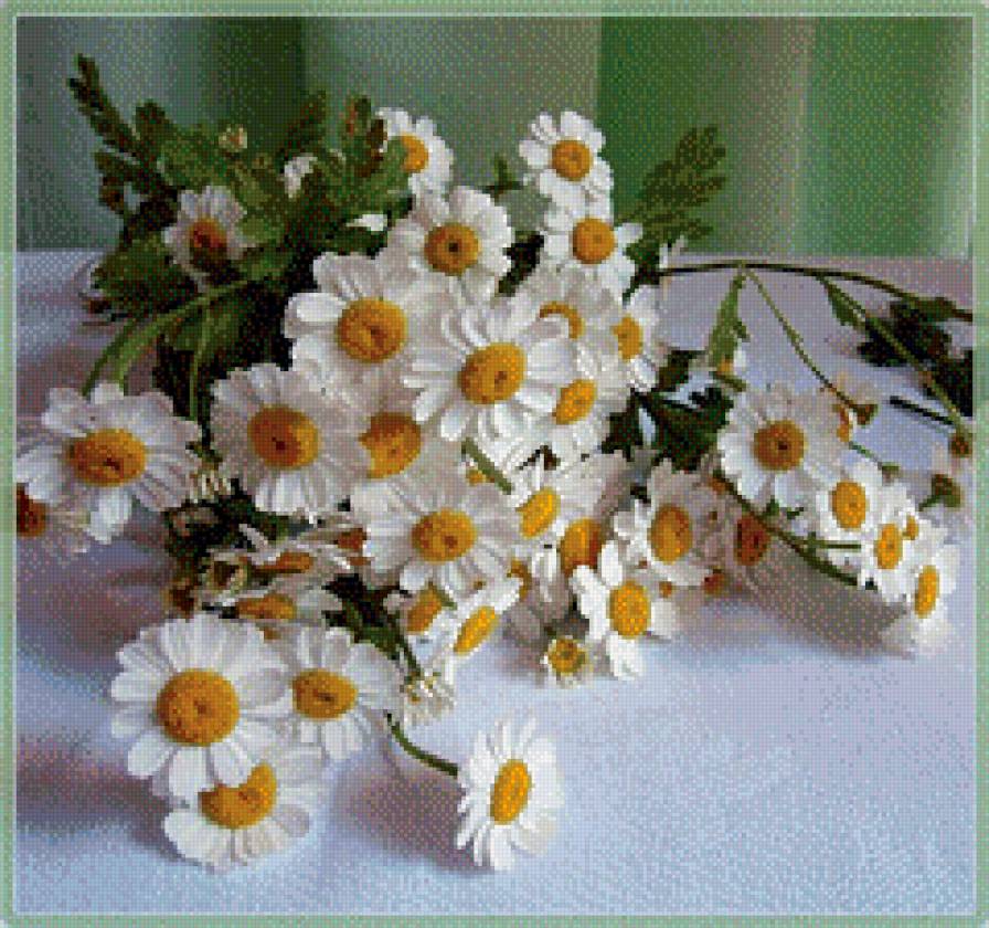 ромашки - цветы - предпросмотр
