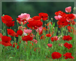 Маки - маки, цветы, поле - оригинал