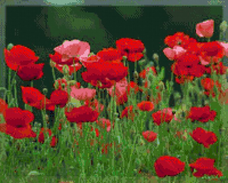 Маки - цветы, поле, маки - предпросмотр