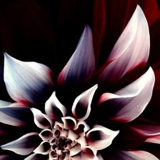 Схема вышивки «Цвет»